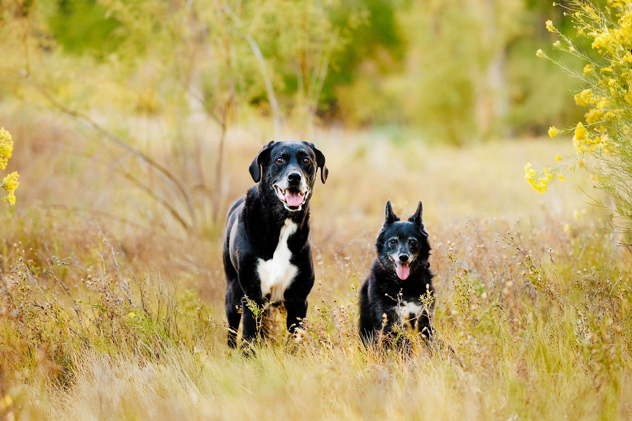 Grand Junction Pet Photographer