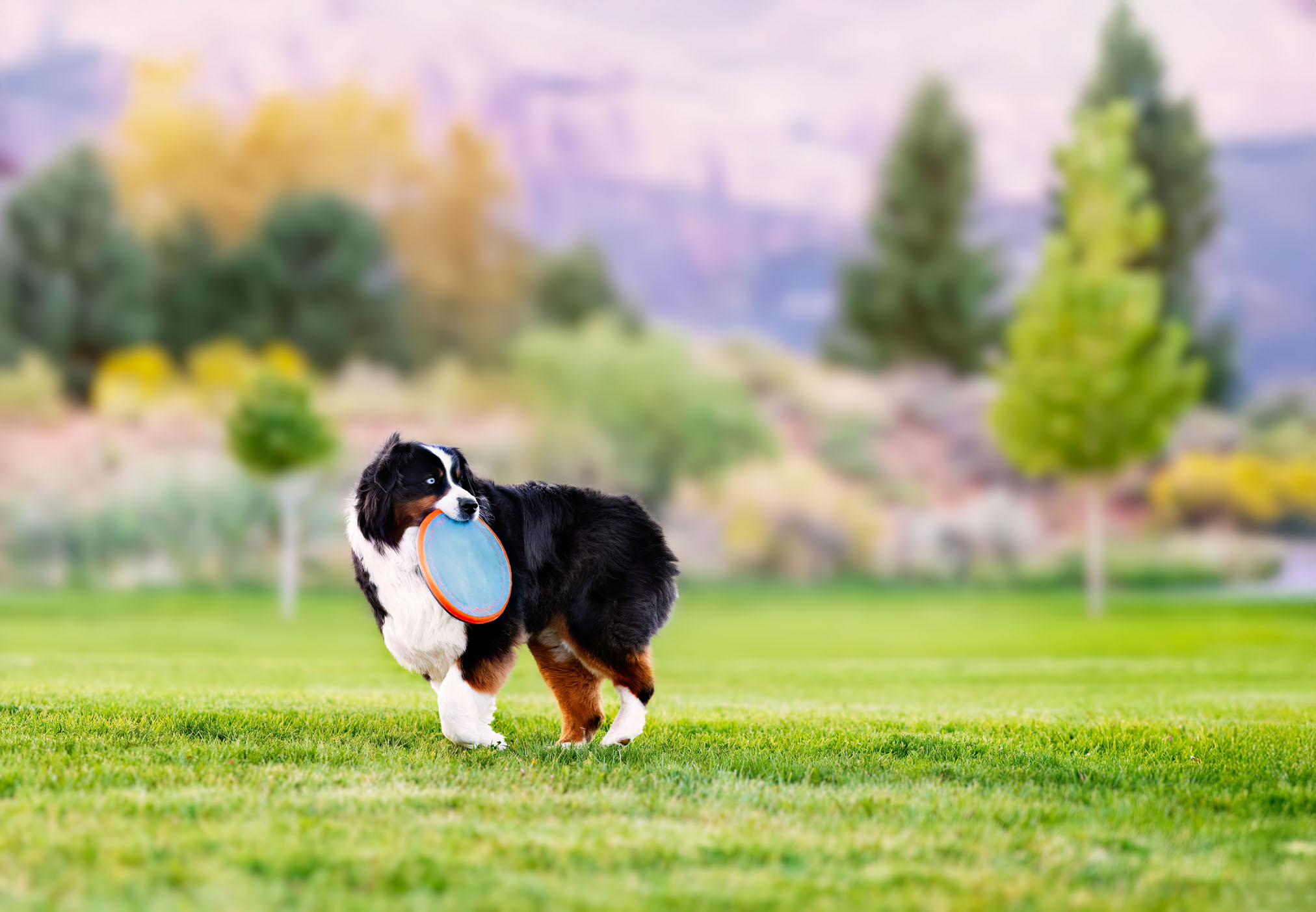 BEST DOG PHOTOGRAPHER GRAND JUNCTION