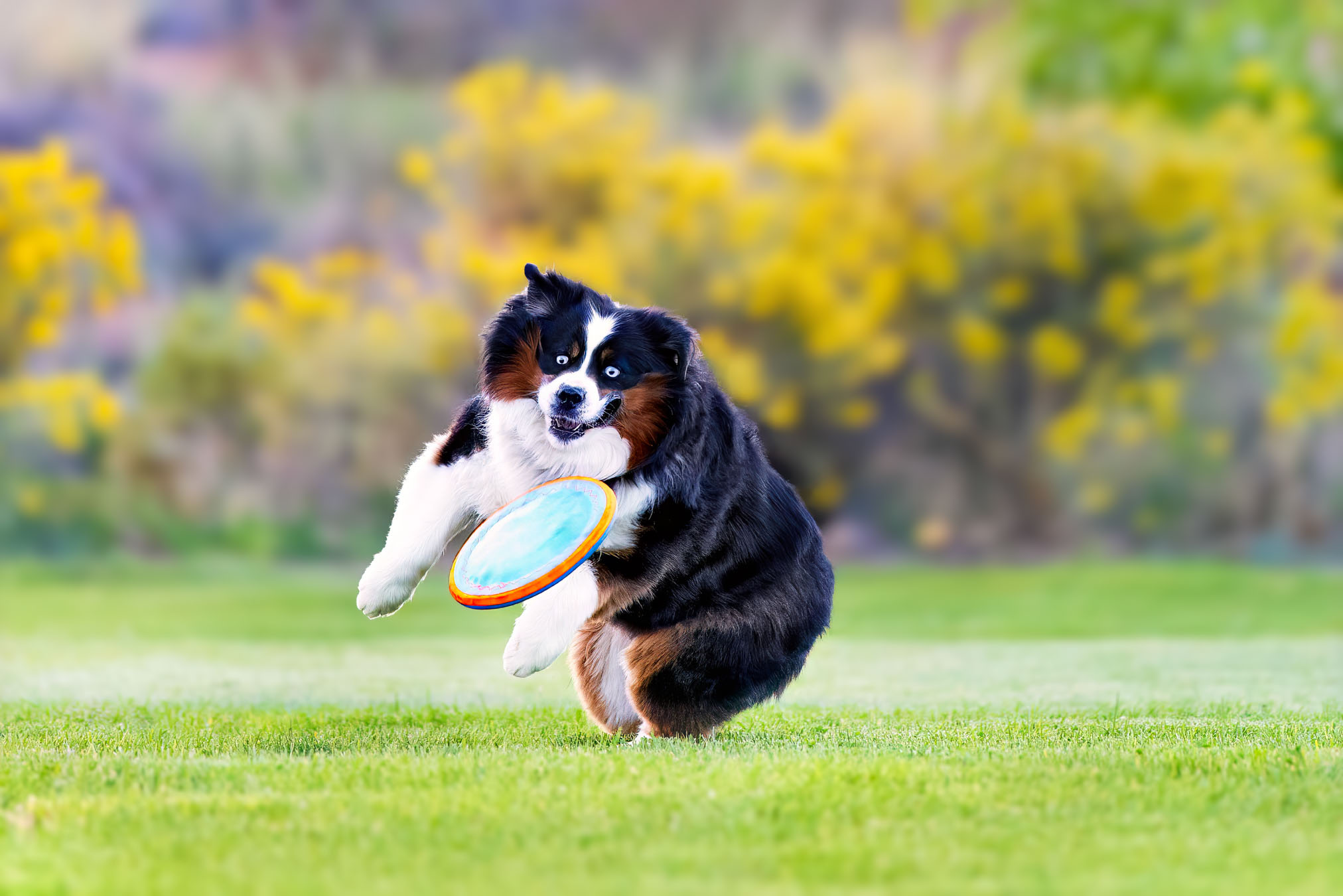 BEST DOG PHOTOGRAPHER GRAND JUNCTION