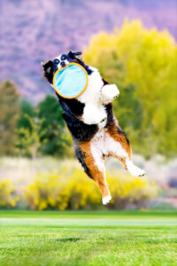 BEST DOG PHOTOGRAPHER GRAND JUNCTION