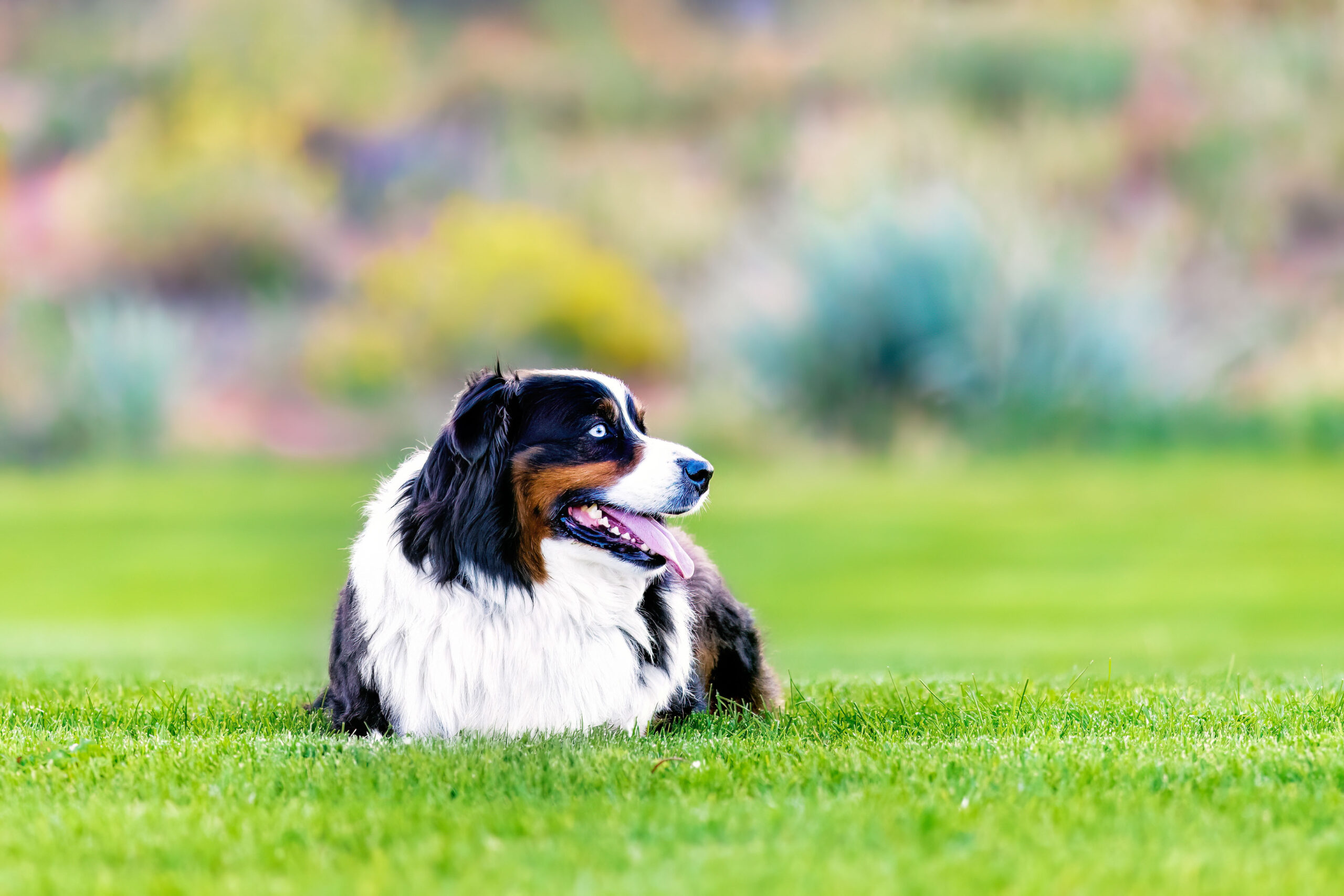 BEST DOG PHOTOGRAPHER GRAND JUNCTION