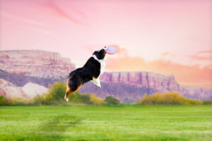 BEST DOG PHOTOGRAPHER GRAND JUNCTION