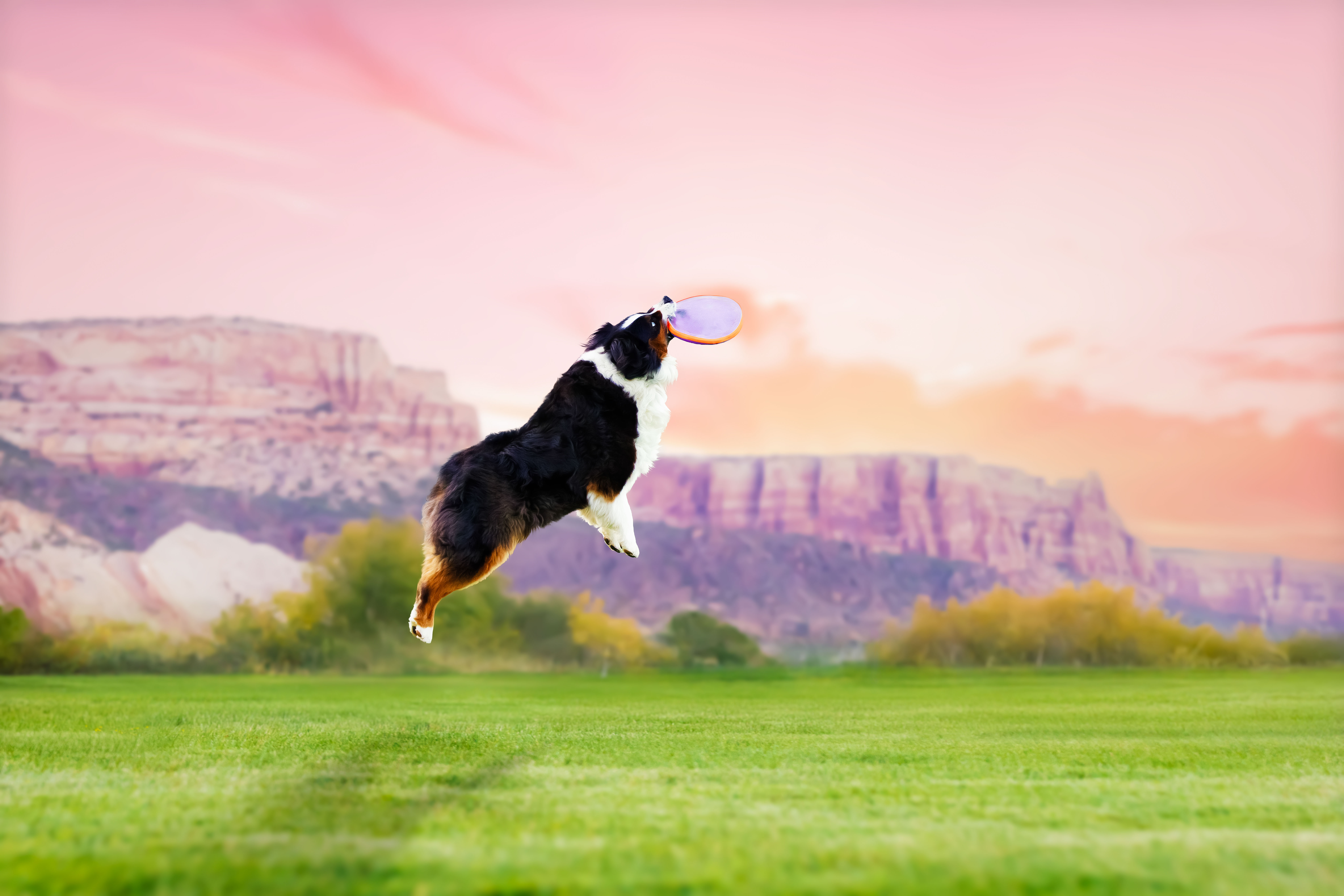 BEST DOG PHOTOGRAPHER GRAND JUNCTION