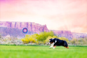 BEST DOG PHOTOGRAPHER GRAND JUNCTION