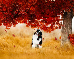 BEST DOG PHOTOGRAPHER GRAND JUNCTION