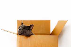 Cat Photographer Grand Junction