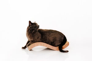 Cat Photographer Grand Junction