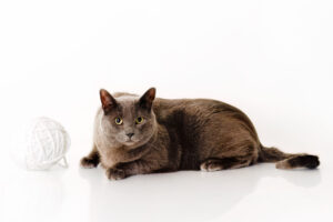 Cat Photographer Grand Junction