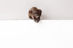 Cat Photographer Grand Junction