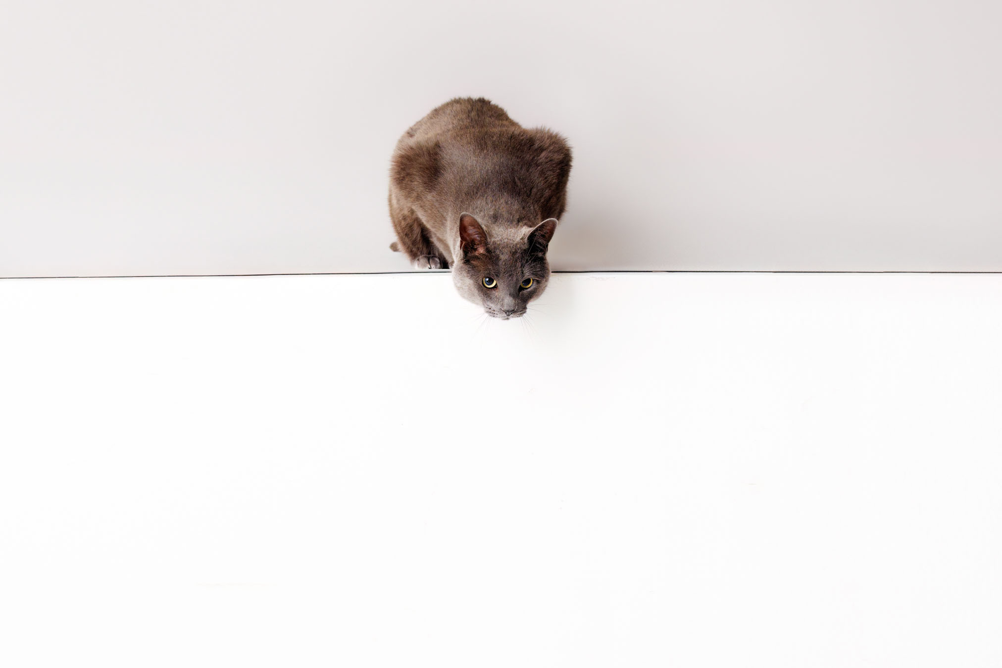 Cat Photographer Grand Junction