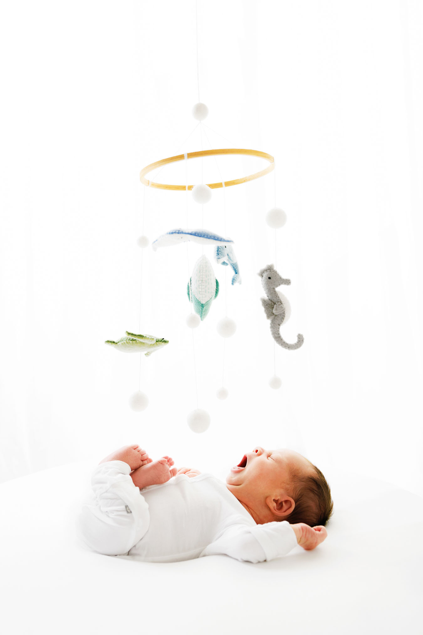 Professional Newborn Portraits Grand Junction