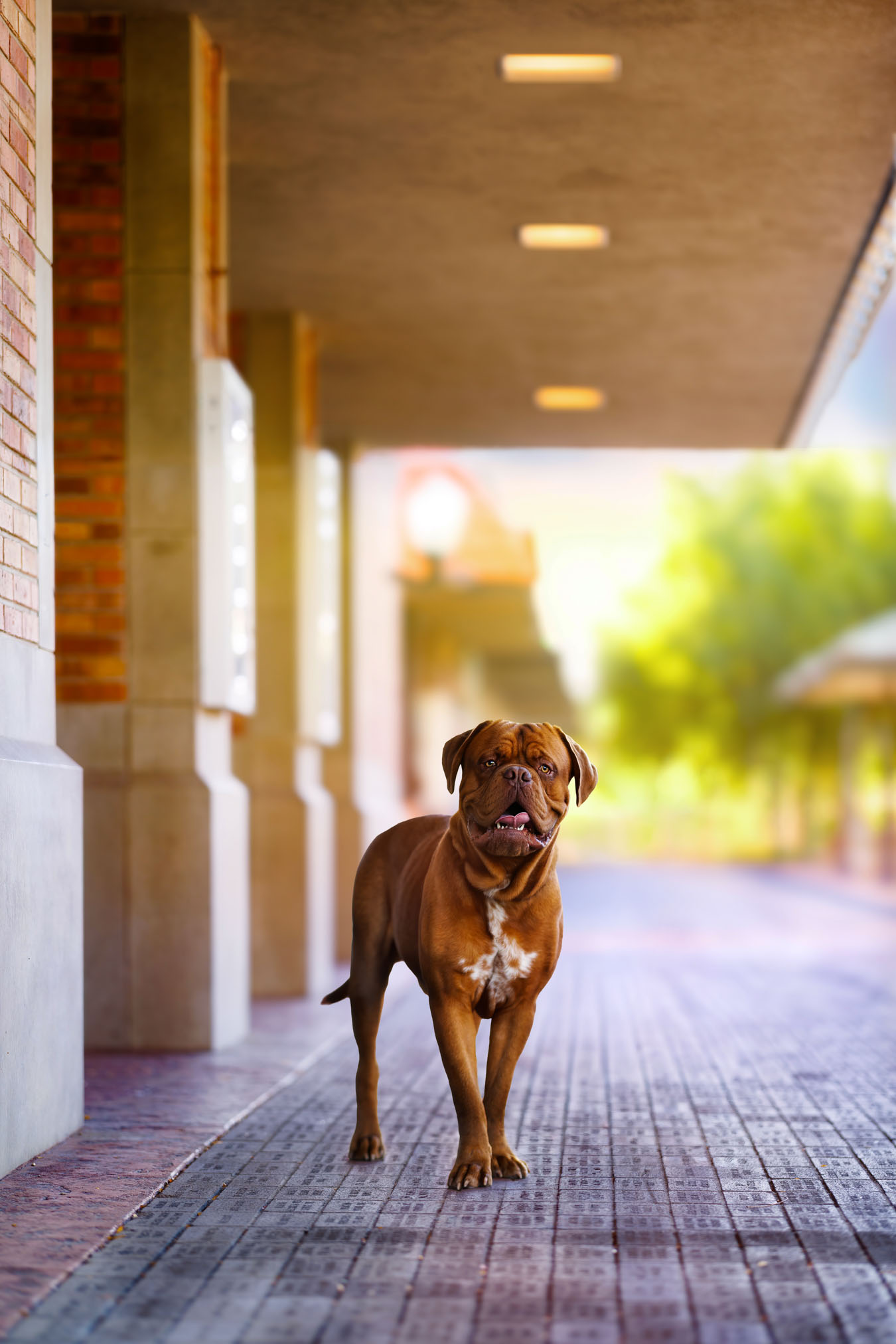 Grand Junction Pet Photographer