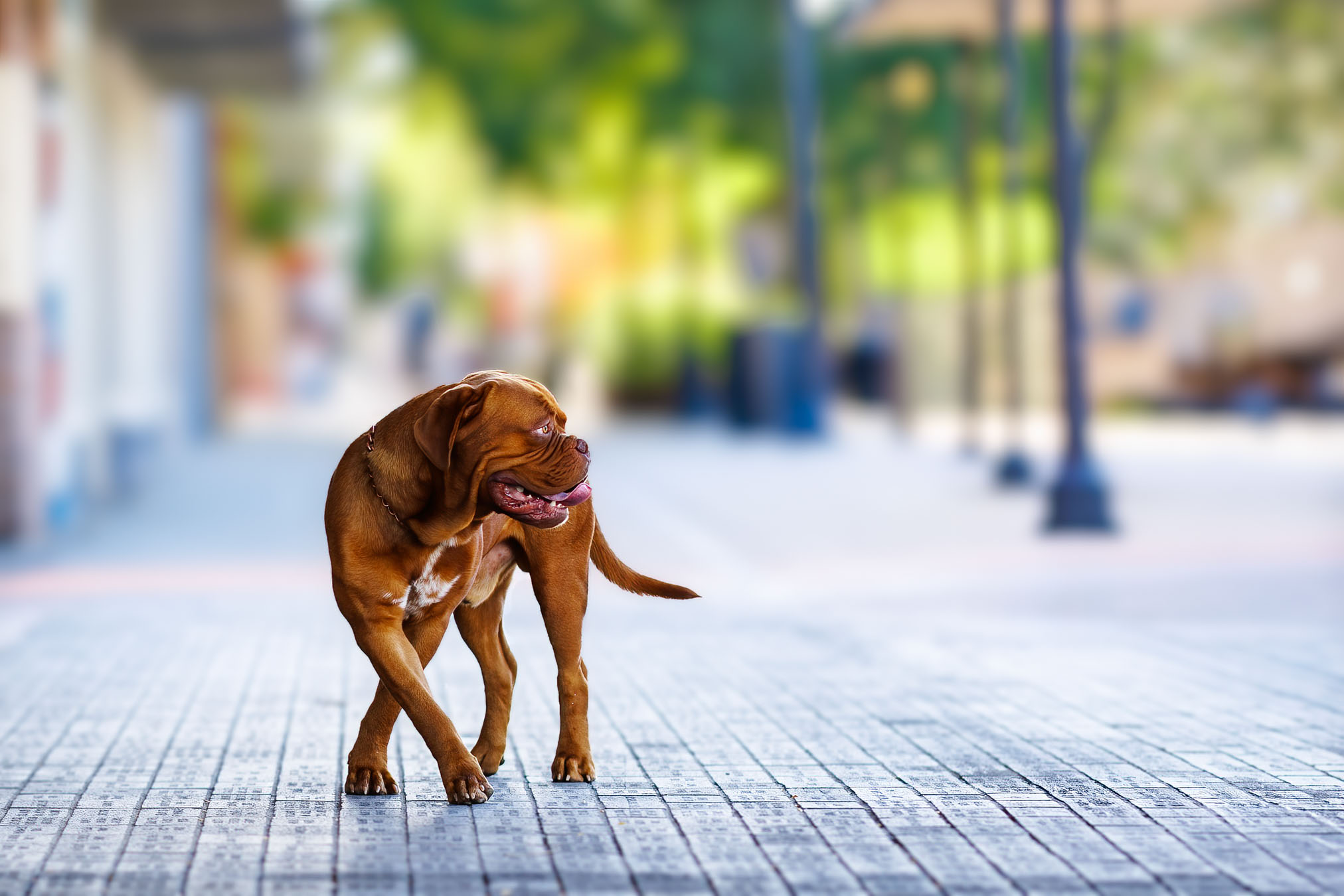 Grand Junction Pet Photographer